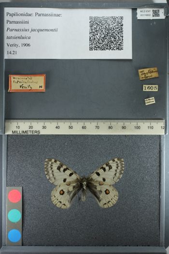 Media type: image;   Entomology 174802